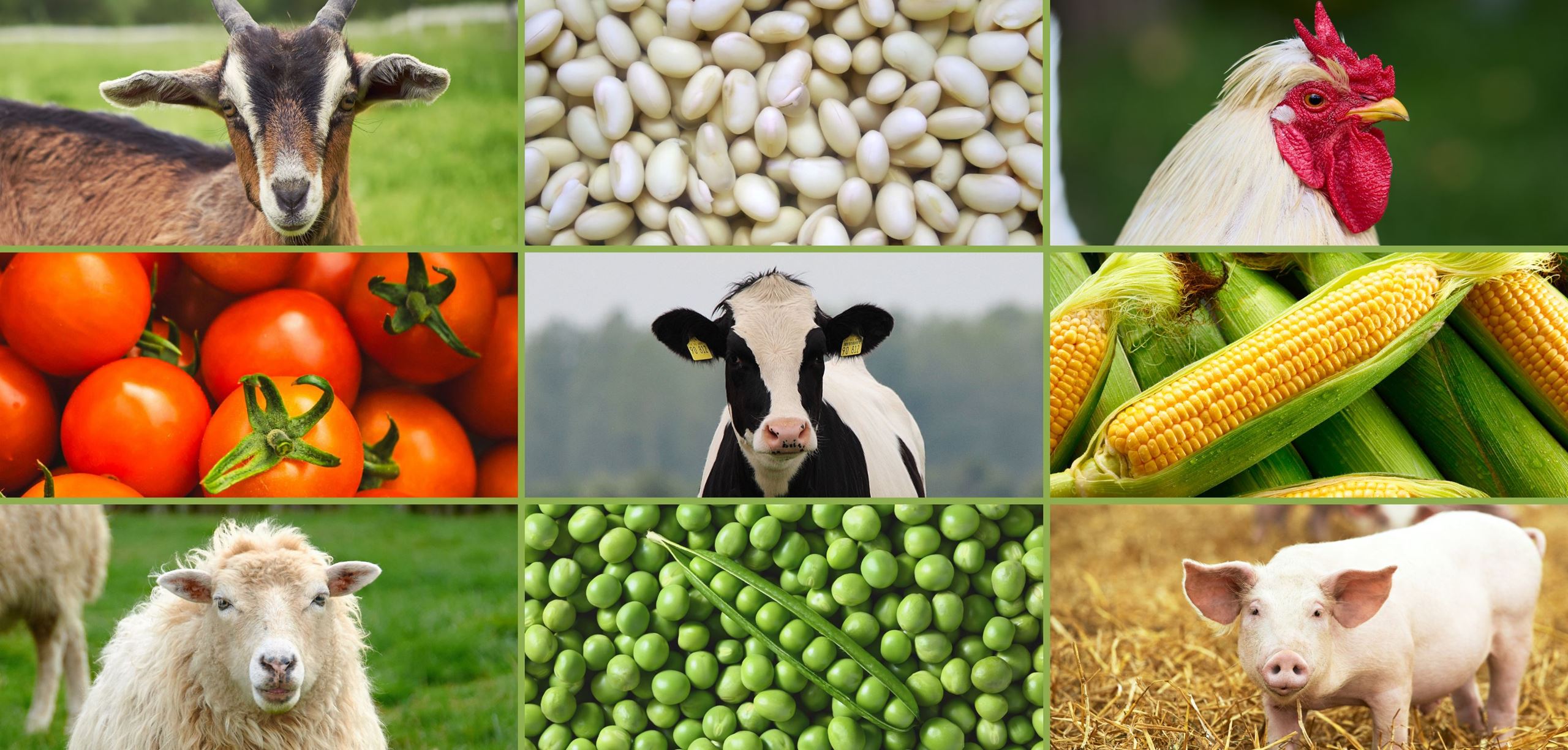 Various Farm animals and crops 