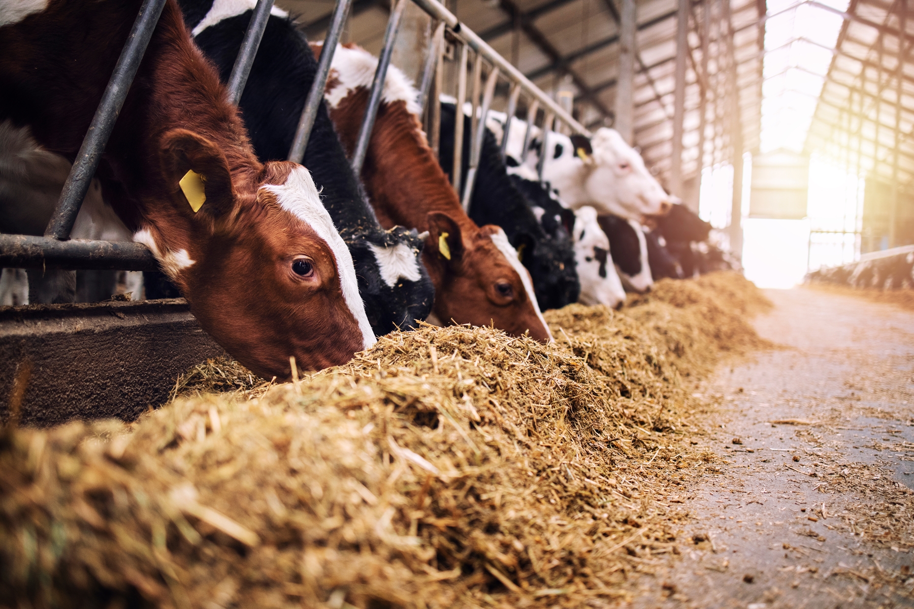 Group of cows at cowshed eating hay or fodder on dairy farm