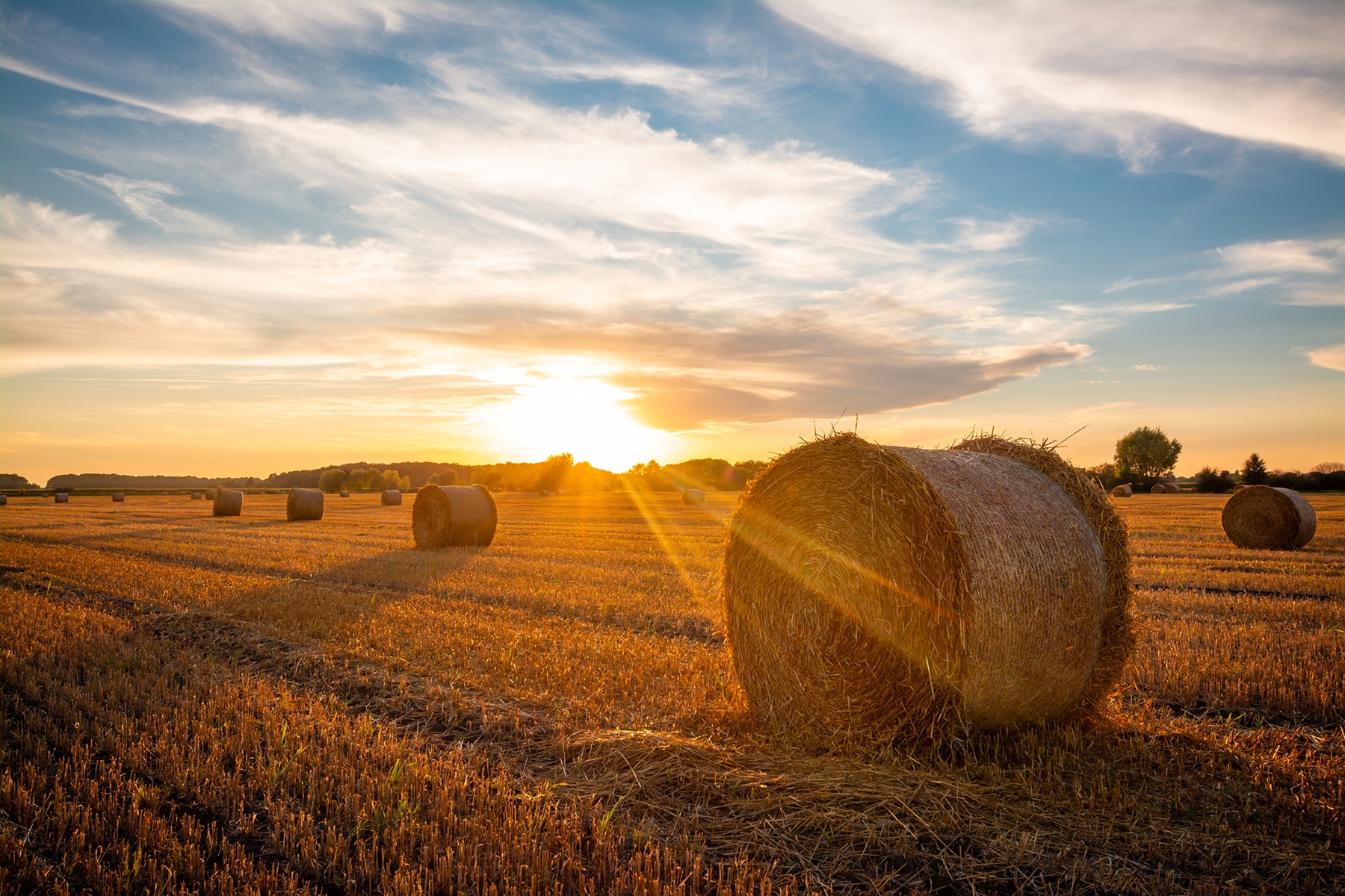 Wheat Bundles