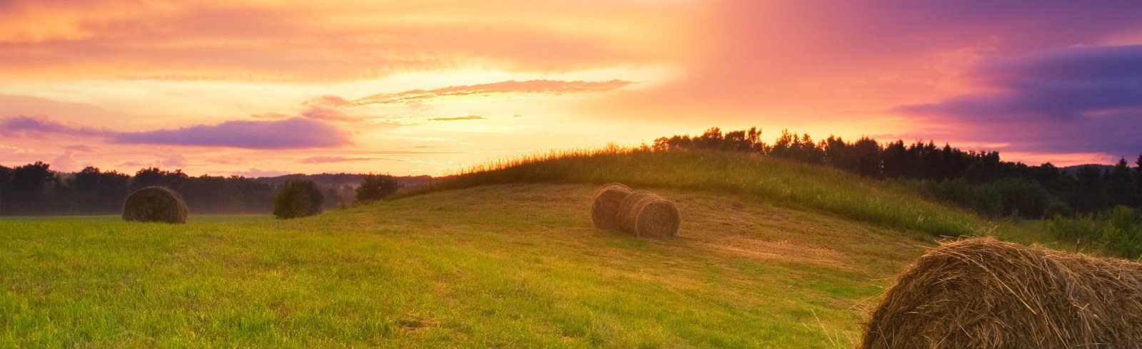 A field of hay bales